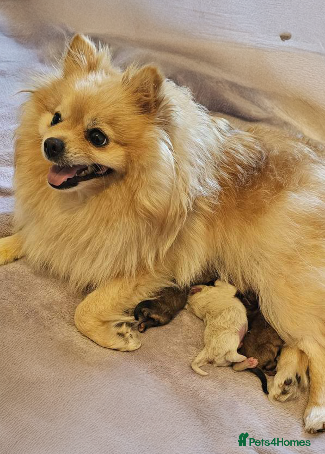 Pomeranian dogs for sale: 3 Beautiful Pomeranian Puppies - Image 7