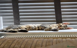 Maine Coon cats for sale: Savannah x Maine Coon  - Image 3