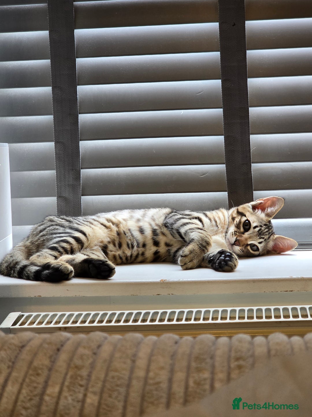 Maine Coon cats for sale: Savannah x Maine Coon  - Image 3