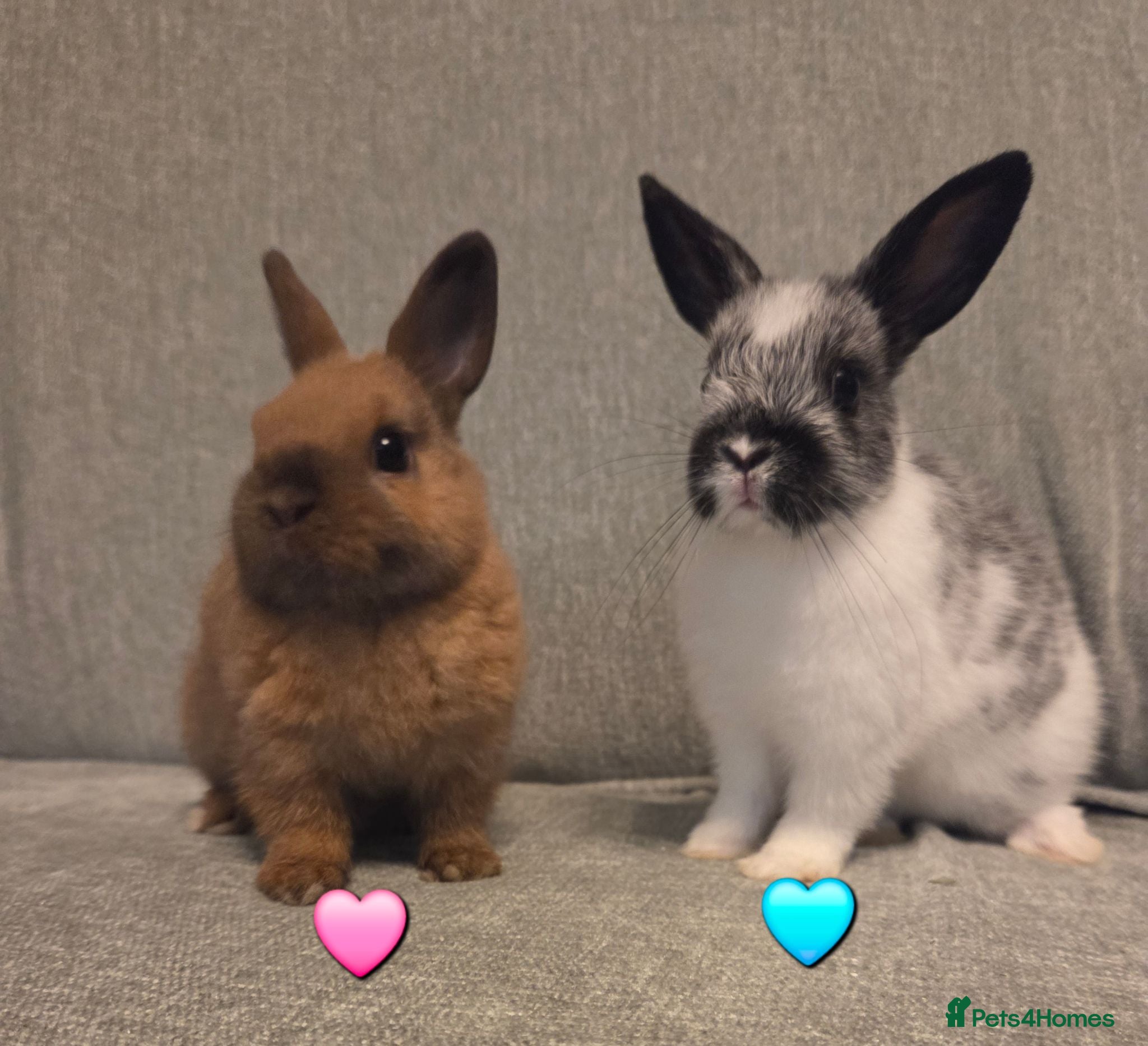 Netherland Dwarf rabbits 8 week old pure Netherland Dwarf 🩷🩵 - Advert 2