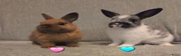 Netherland Dwarf rabbits for sale: 8 week old pure Netherland Dwarf 🩷🩵 - Advert 2