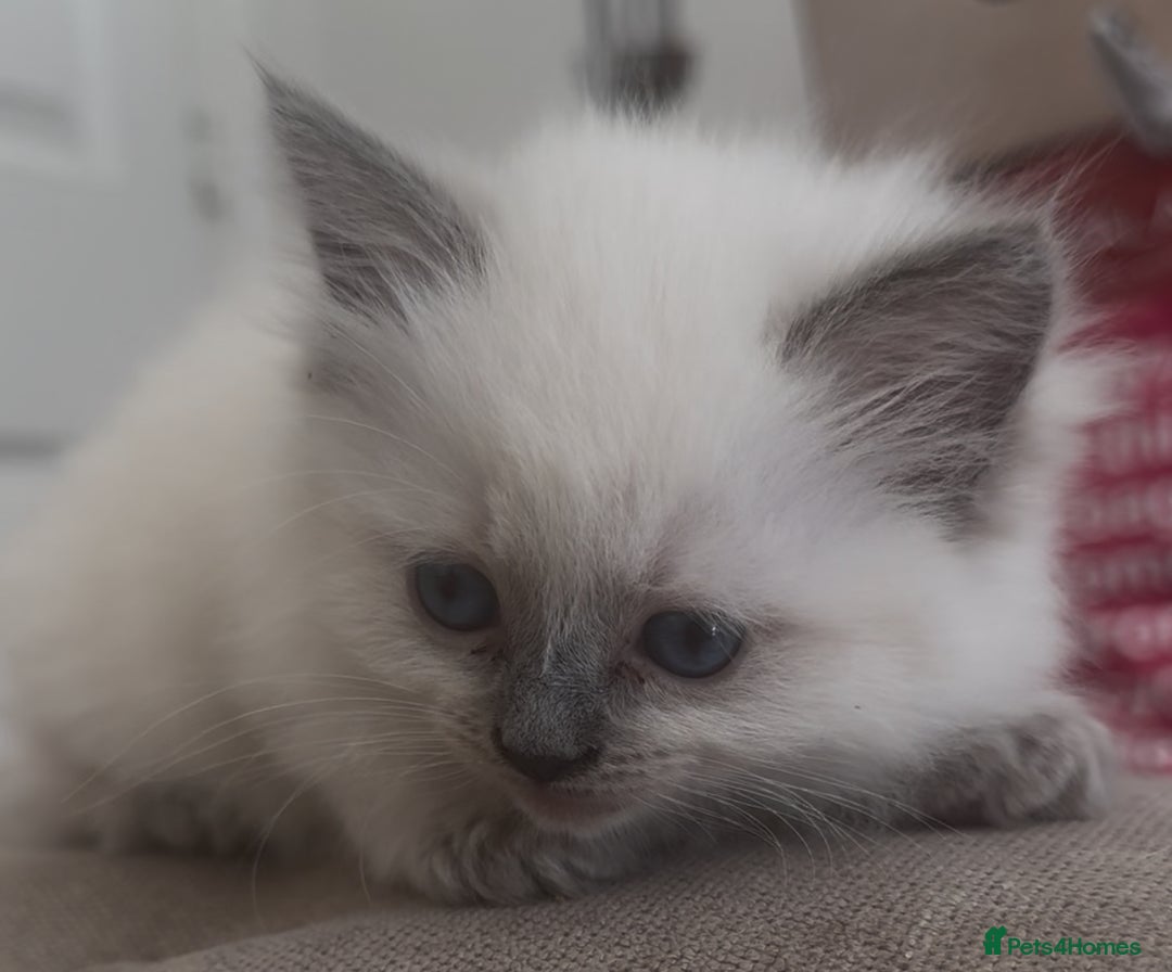 Ragdoll cats for sale: Champion Ragdoll GCCF kittens 🐱  - Image 9