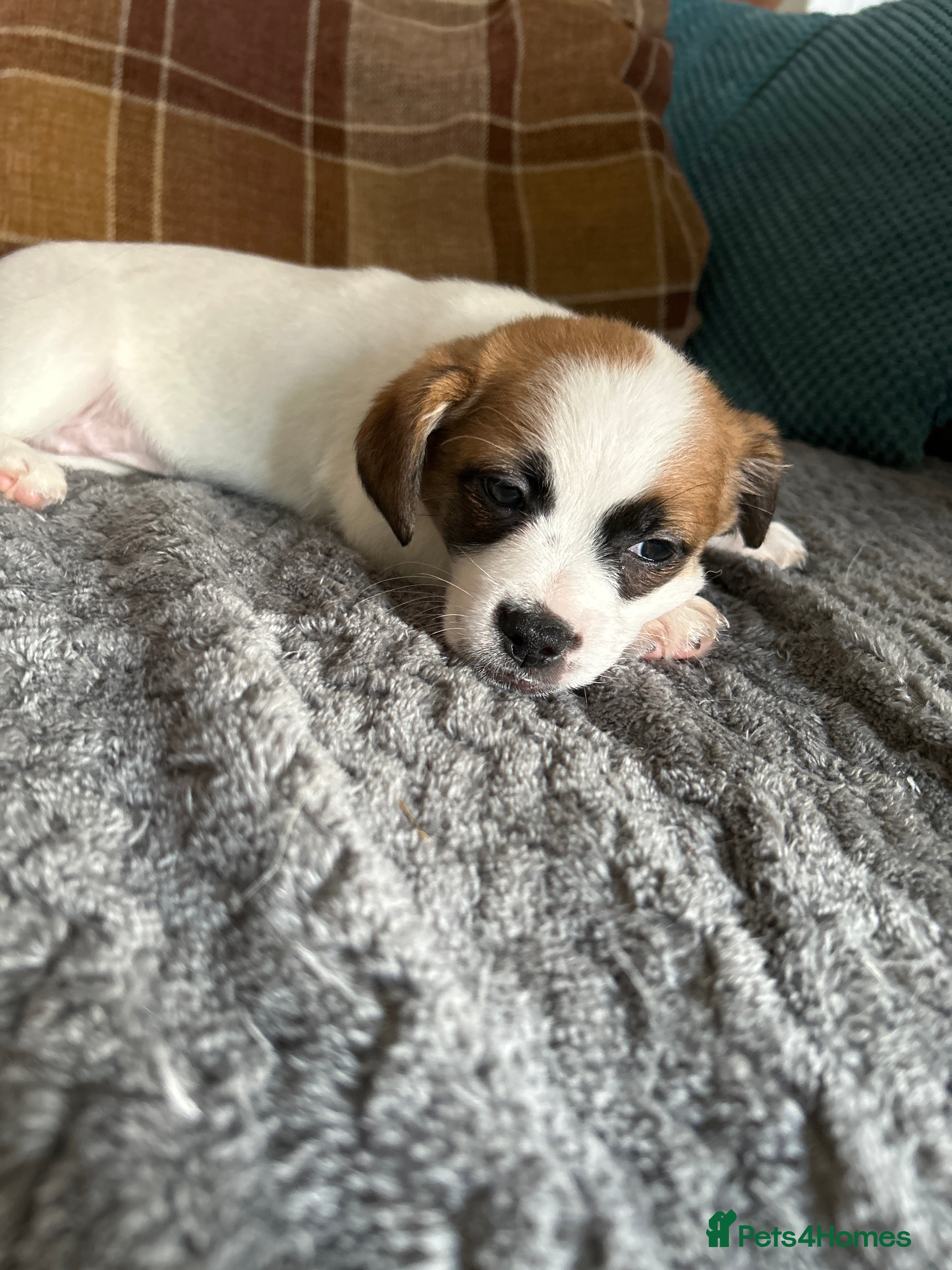 Mixed Breed dogs Bichon friese x Shih Tzu 3 male 3 female  - Advert 2