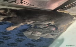 French Bulldog dogs for sale: 🔥🔥FRENCH BULLDOG PUPPIES🔥🔥 - Advert 7