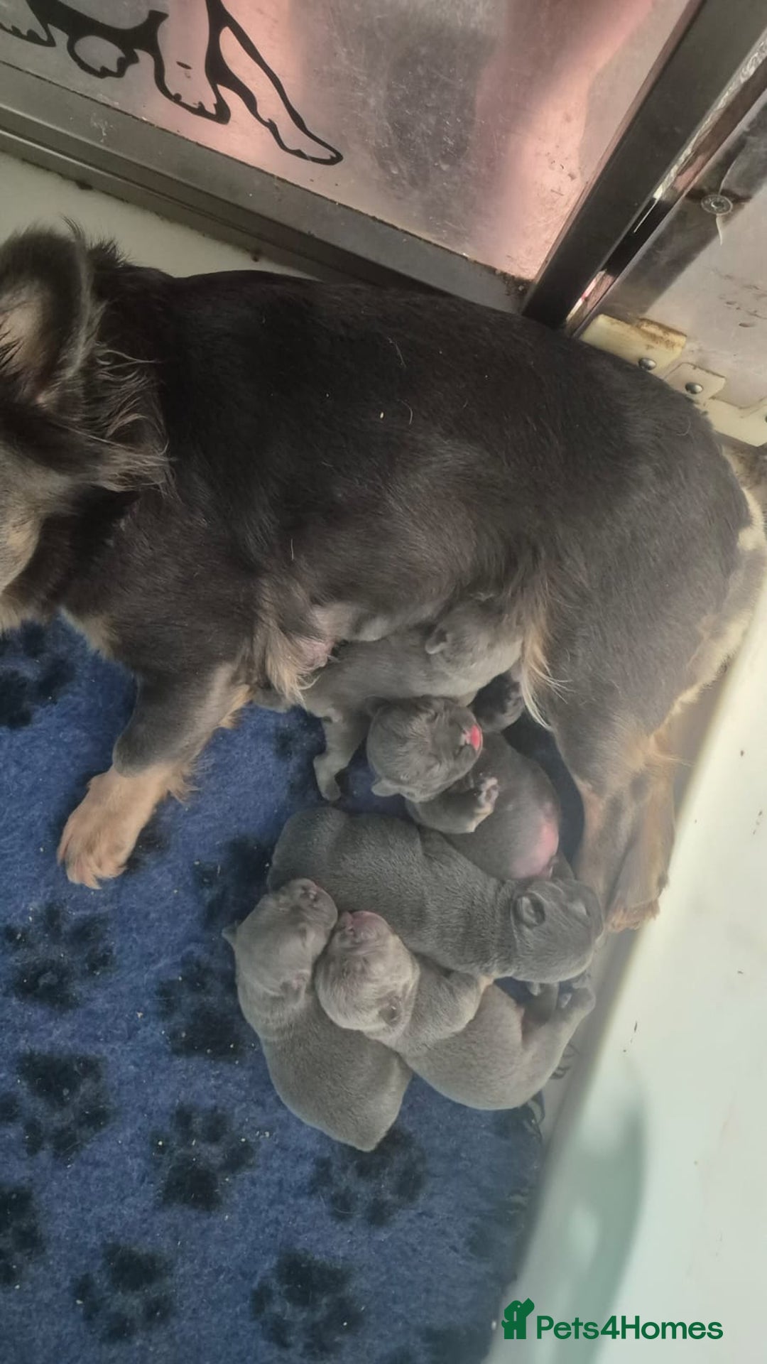 French Bulldog dogs for sale: 🔥🔥FRENCH BULLDOG PUPPIES🔥🔥 - Advert 7