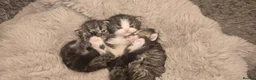 Persian cats for sale: Stunning pure Persian babies - Advert 16