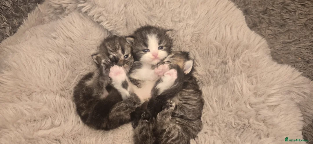 Persian cats for sale: Stunning pure Persian babies - Advert 16
