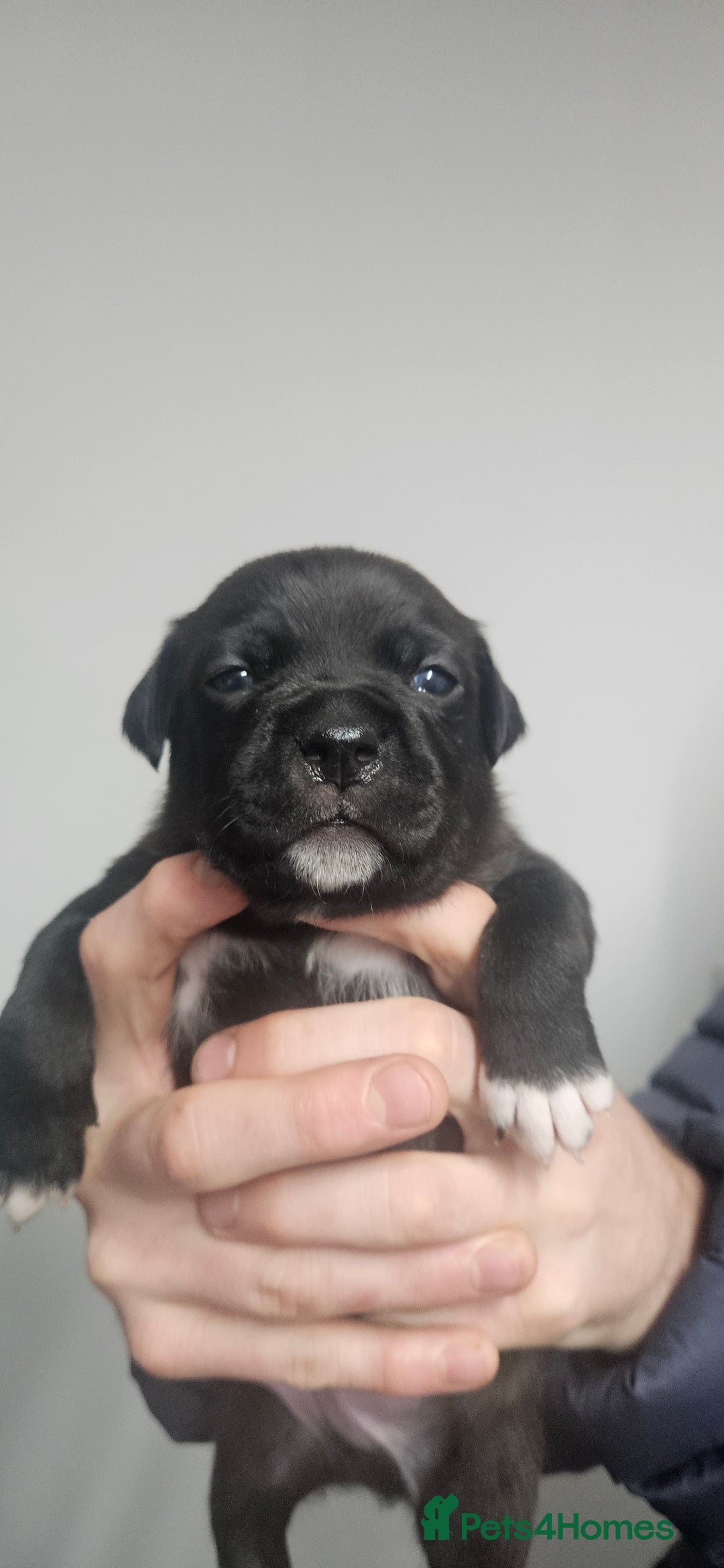 Mixed Breed dogs for sale: Mix Staffy puppies  - Image 20