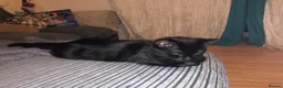Mixed Breed cats for sale: Female cat looking for a forever home  - Advert 2