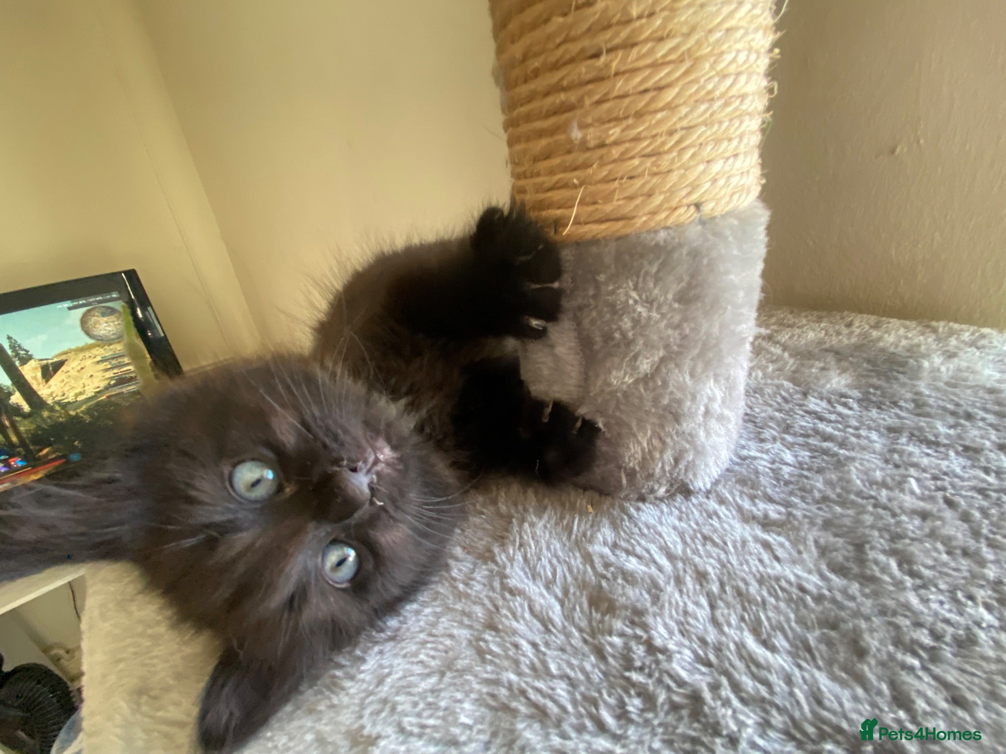 Mixed Breed cats Cuddly kittens  - Advert 1