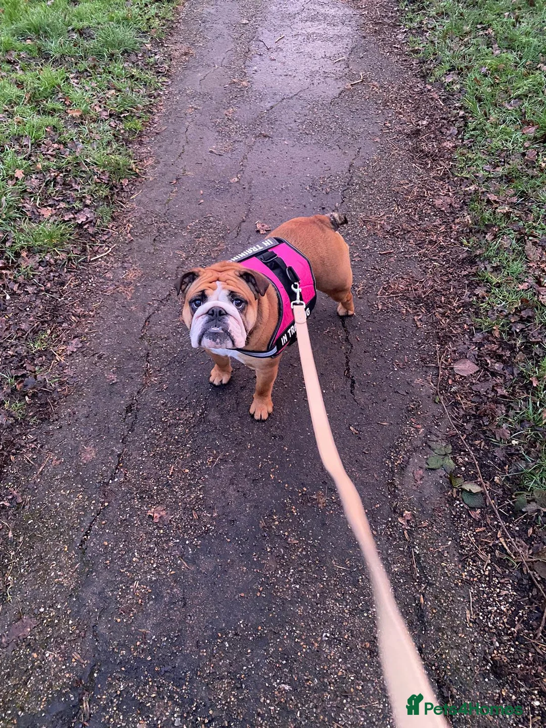English Bulldog dogs for sale: Stunning KC Registered English Bulldog Bitch - Advert 2