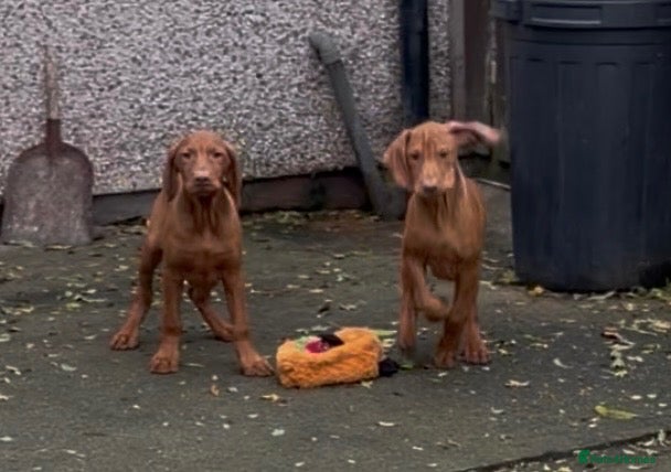 Hungarian Vizsla dogs for sale: Hungarian vizsla puppies for sale - Advert 1