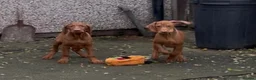 Hungarian Vizsla dogs for sale: Hungarian vizsla puppies for sale - Advert 1