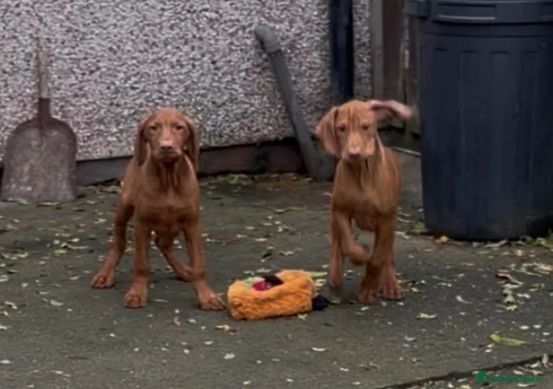 Hungarian Vizsla dogs for sale: Hungarian vizsla puppies for sale - Advert 1