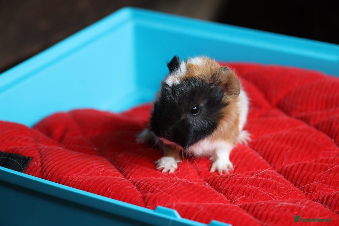 Guinea Pig rodents for sale: 4 Peruvian Baby Boars for Sale - Advert 6