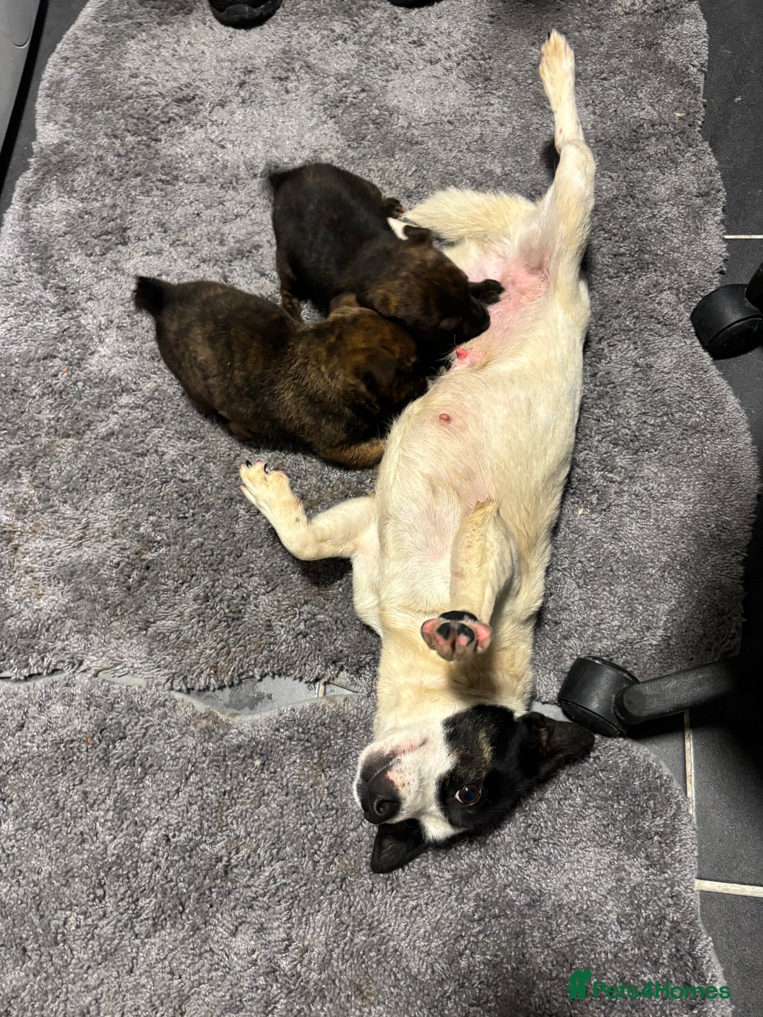 Jack Russell dogs for sale: Jack Russell pups  - Advert 1