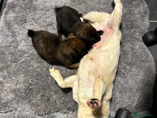 Jack Russell dogs Jack Russell pups - Advert 2