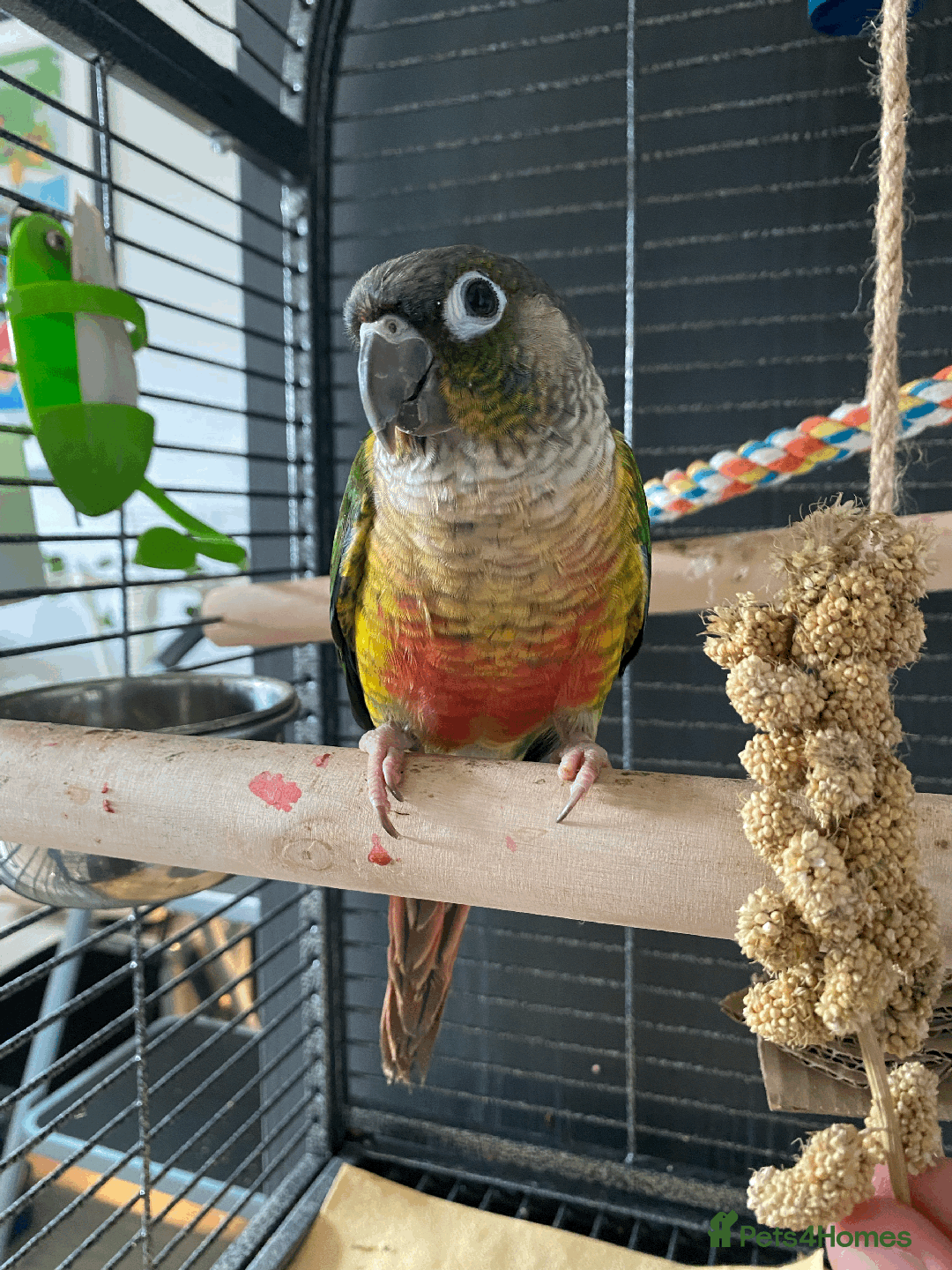 Conures birds for sale: Green Cheek Conure - Advert 9