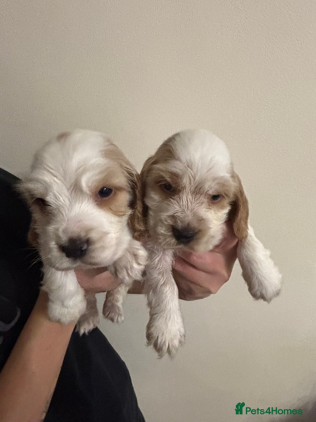 Cocker Spaniel dogs for sale: Show Cocker Spaniel Puppies  - Advert 5