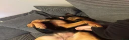 Mixed Breed dogs for sale: 3 1/2 year old mixed gsd x rotti in Tamworth - Advert 5