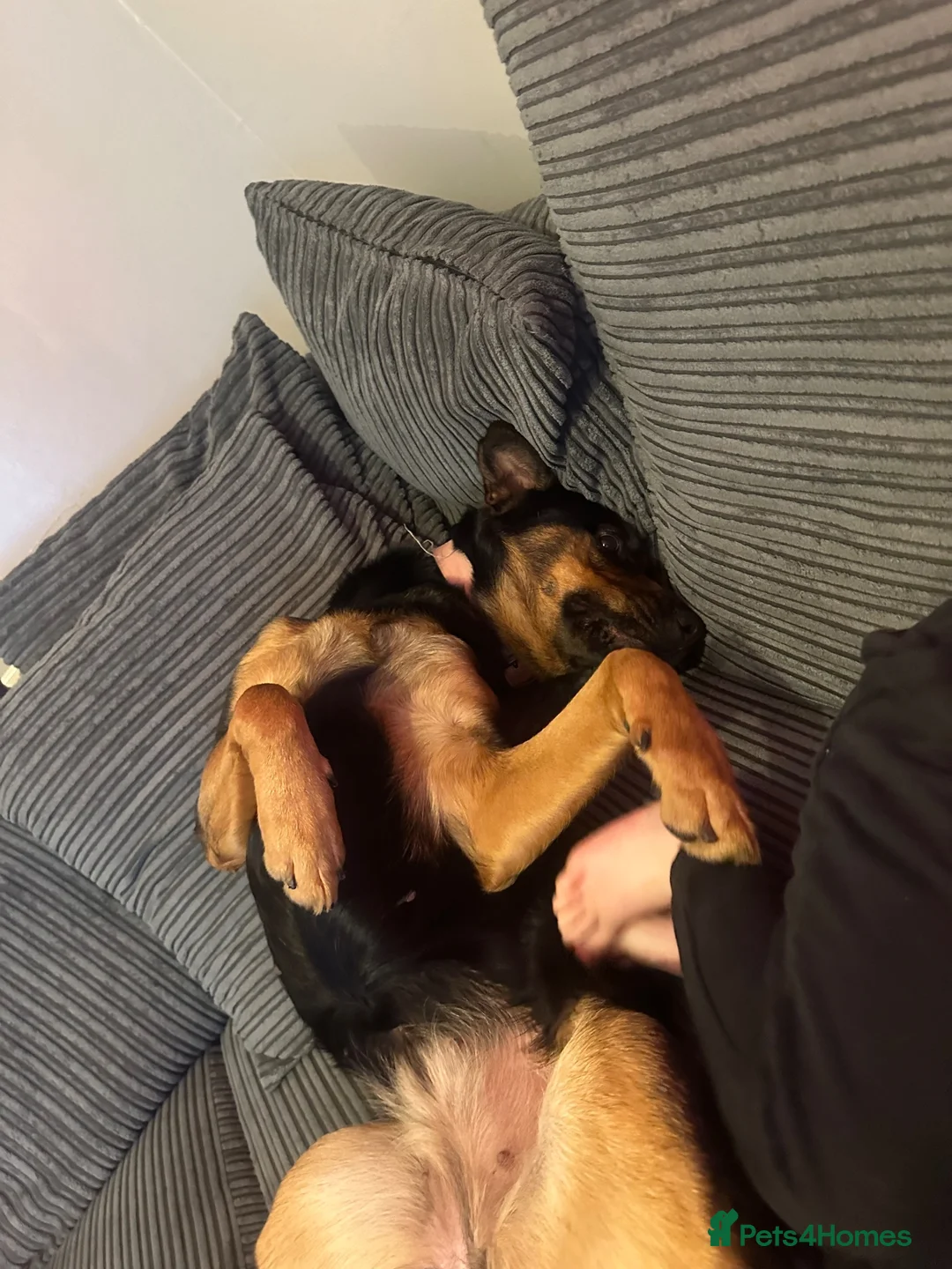 Mixed Breed dogs for sale: 3 1/2 year old mixed gsd x rotti in Tamworth - Advert 5