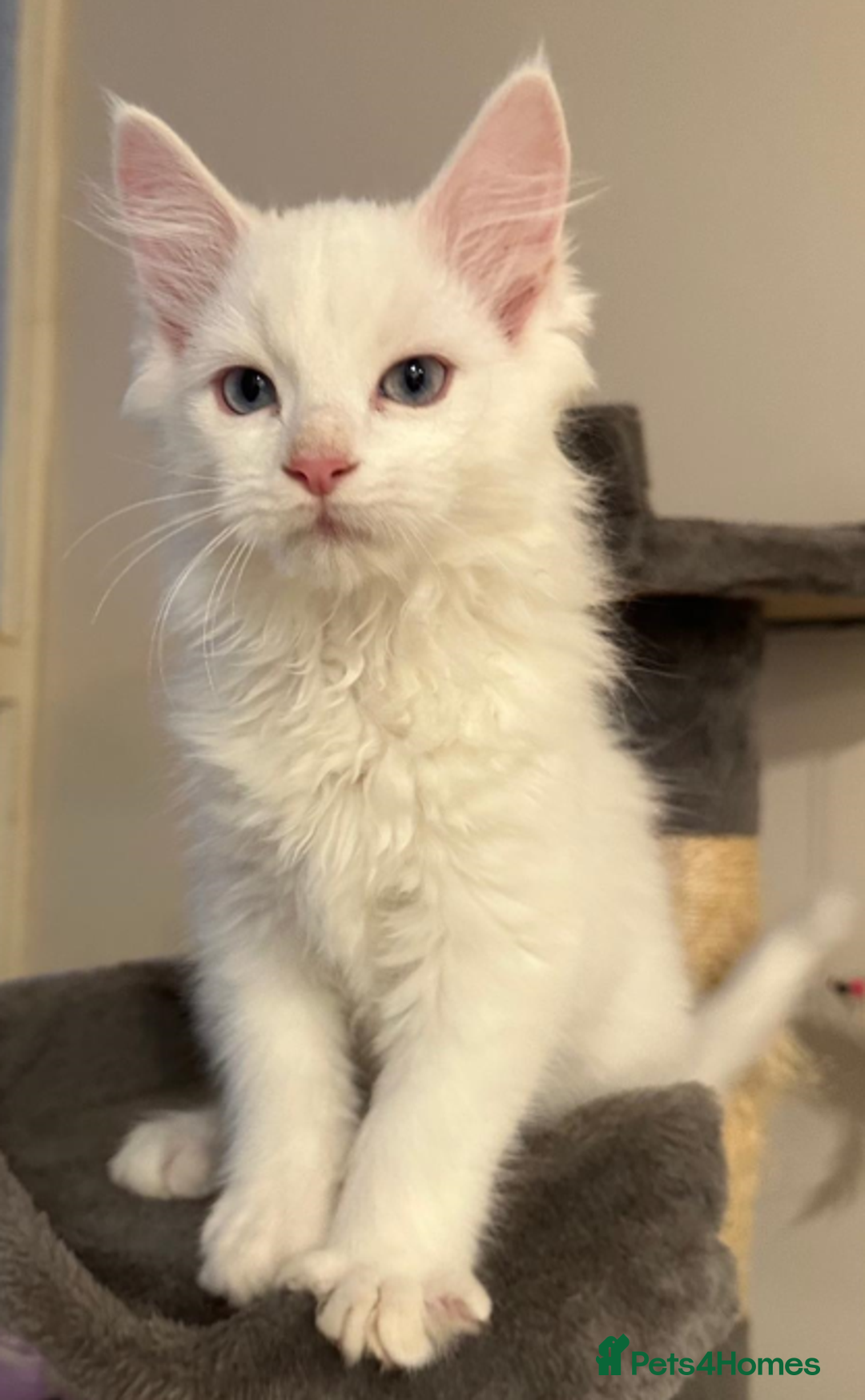Maine Coon cats for sale: White Fluffy Kittens  - Advert 4
