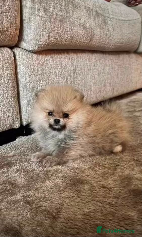 Pomeranian dogs Two Beautiful Pomeranian Puppies - Advert 1