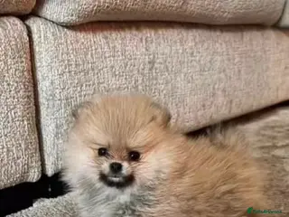 Pomeranian dogs Two Beautiful Pomeranian Puppies - Advert 6