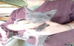 Mixed Breed cats for sale: RRAGDOLL/BENGAL X MOGGY KITTENSSS - Image 5
