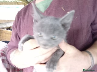 Mixed Breed cats - Advert 6