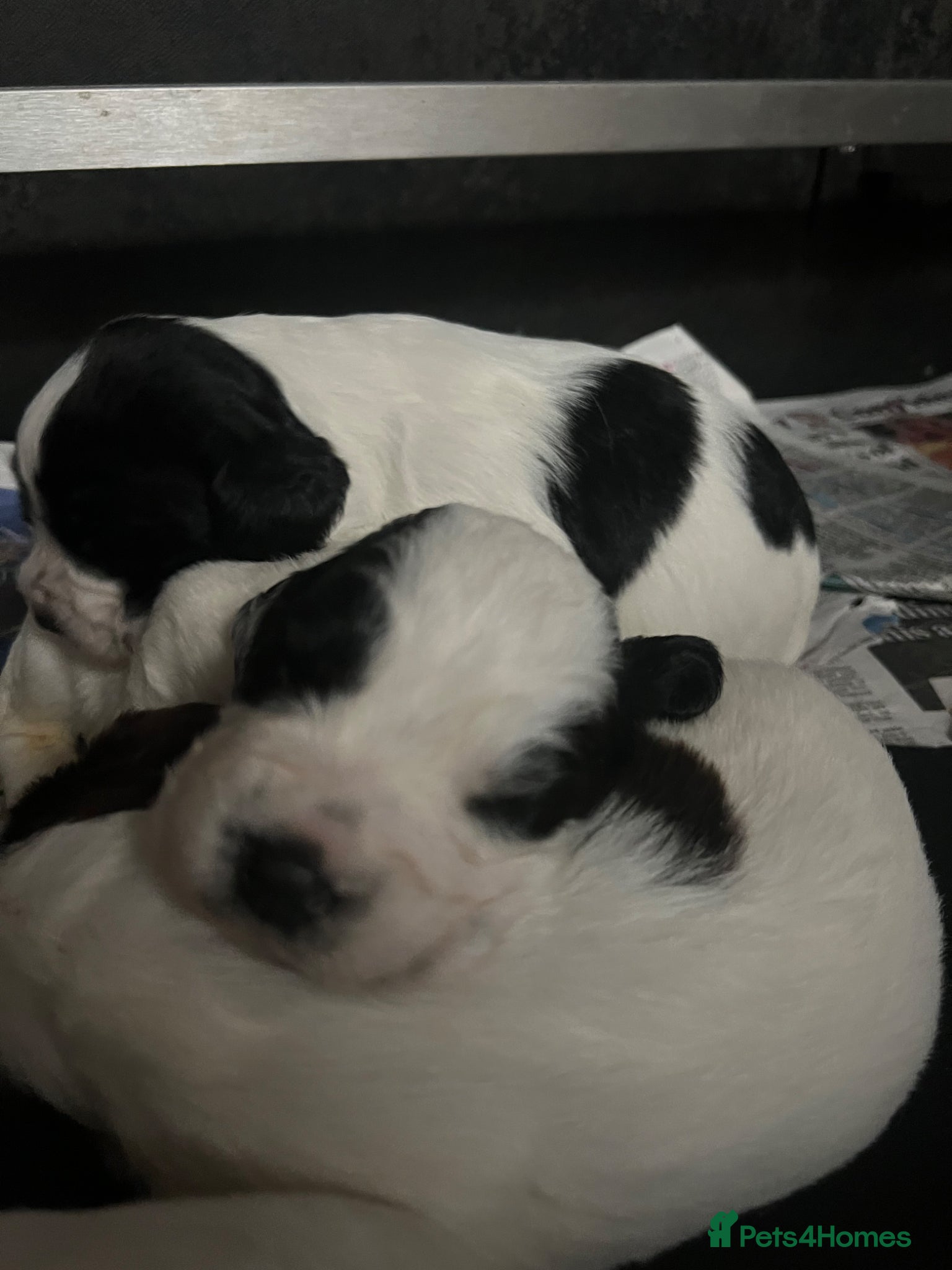 English Springer Spaniel dogs 3 B&W Springer Spaniel Puppies  - Advert 2