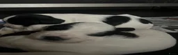 English Springer Spaniel dogs for sale: 2 B&W Springer Spaniel Puppies  - Advert 4