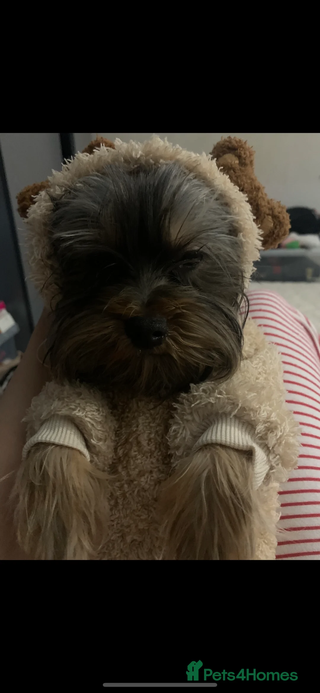 Yorkshire Terrier dogs for sale: Mini yorki in Manchester - Advert 4