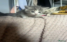 Mixed Breed cats for sale: Beautiful grey kittens - Image 26