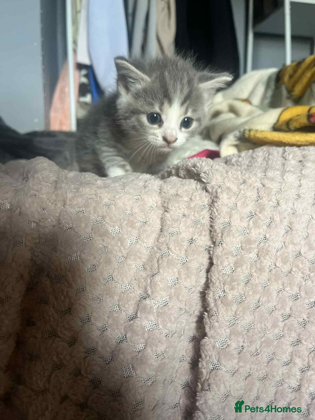 Mixed Breed cats for sale: Beautiful grey kittens - Image 26