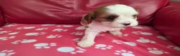 Mixed Breed dogs for sale: Cavapoo f1b - Advert 7