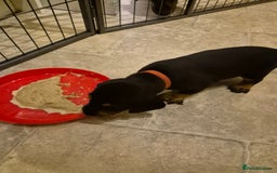 Dachshund dogs for sale: Standard Dachshund Puppies - Advert 27