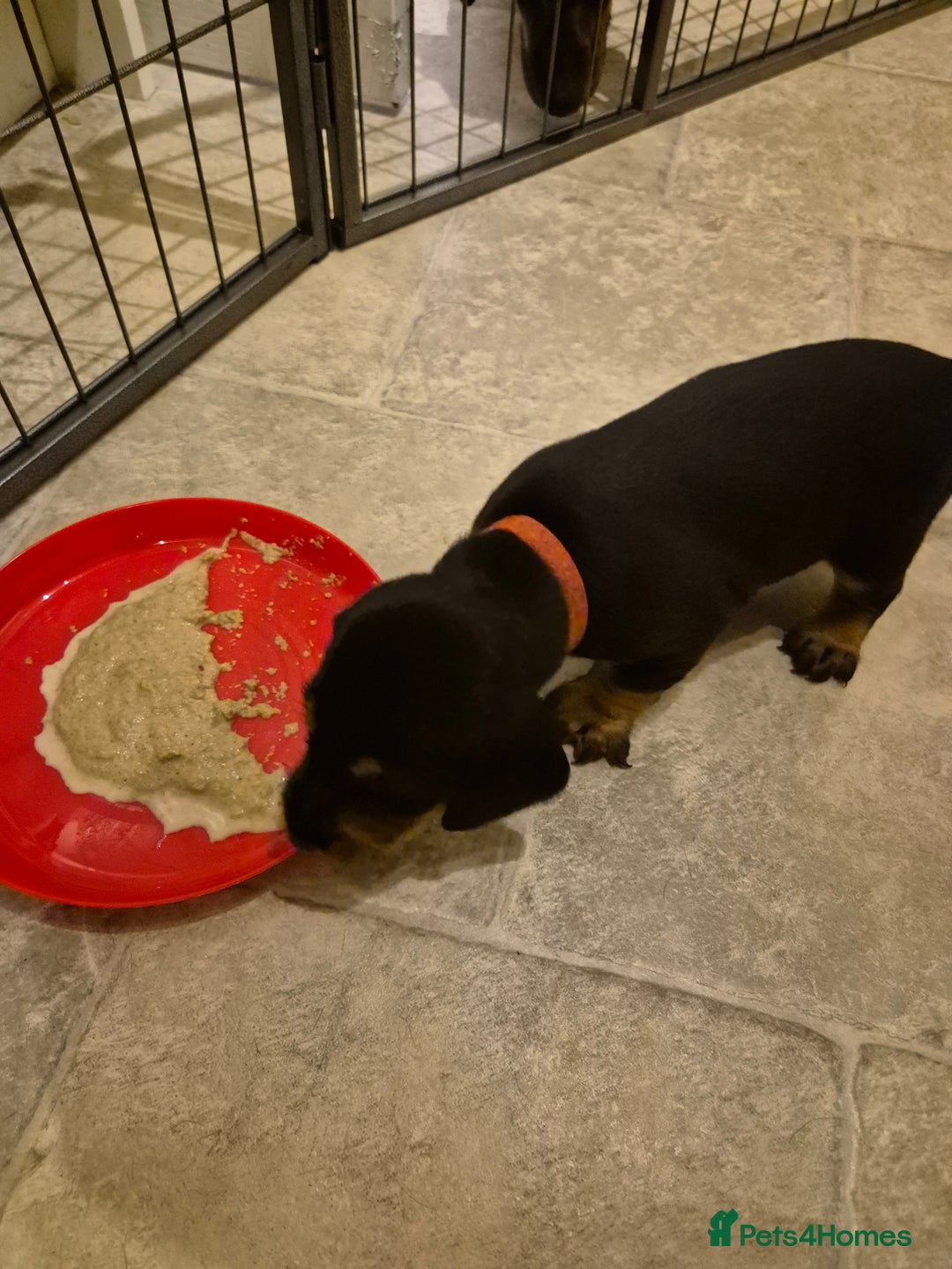 Dachshund dogs for sale: Standard Dachshund Puppies - Advert 27
