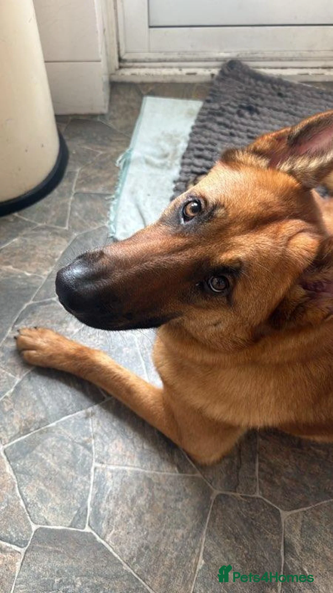 Mixed Breed dogs for sale: Astrid in Burry Port - Advert 2