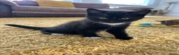Mixed Breed cats for sale: Half British Short hair mixed breed  - Advert 12
