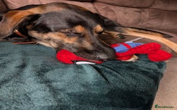 Huntaway dogs for sale: 11 Month old Huntaway - Image 2