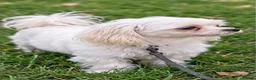 Maltese dogs for sale: Healthy 6year old female looking for a lovely home - Advert 18
