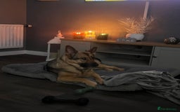 German Shepherd dogs for sale: Rehome a Beautiful German Shepherd - Image 5