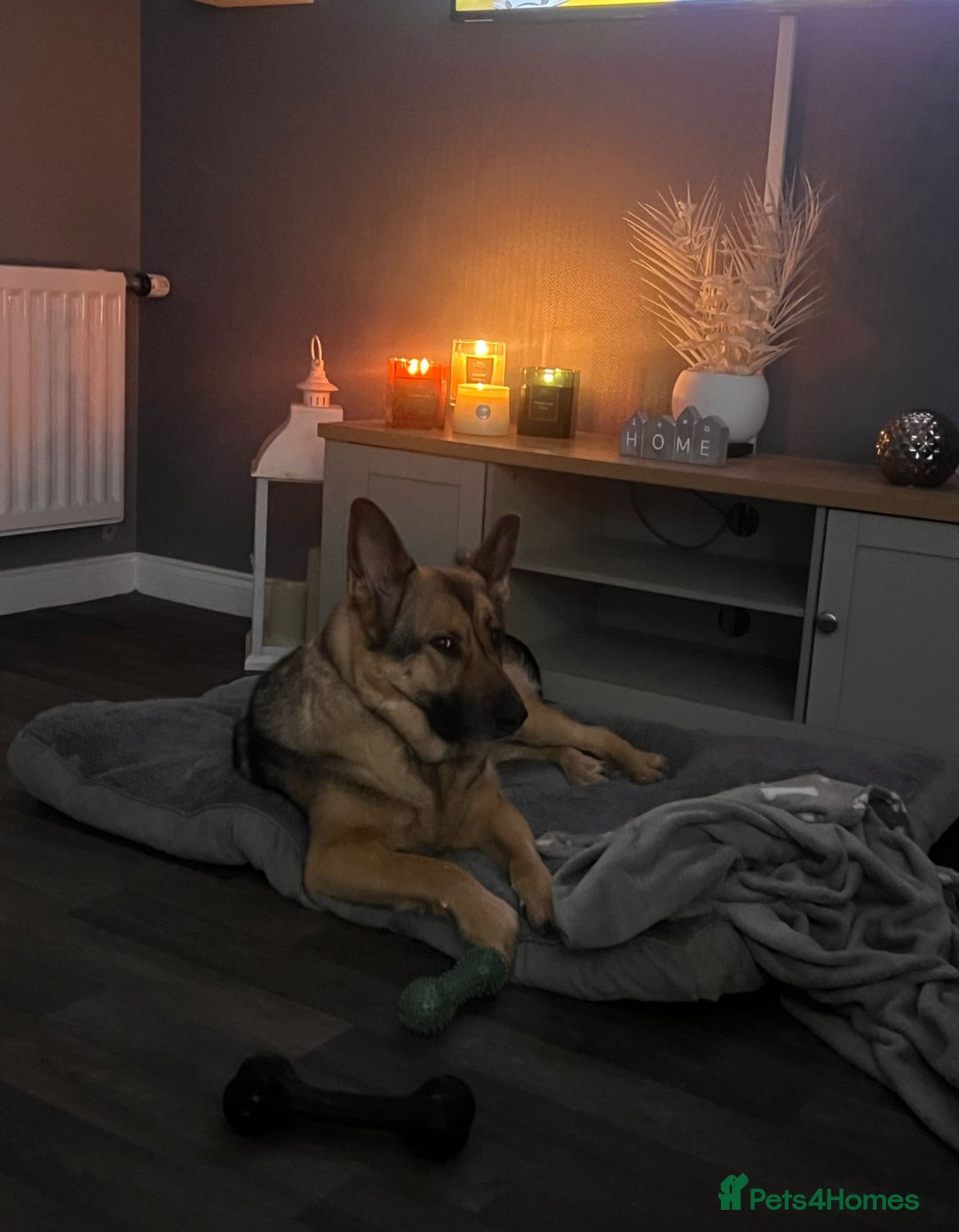 German Shepherd dogs for sale: Rehome a Beautiful German Shepherd - Image 5