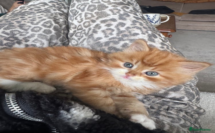 RagaMuffin cats - Advert 1