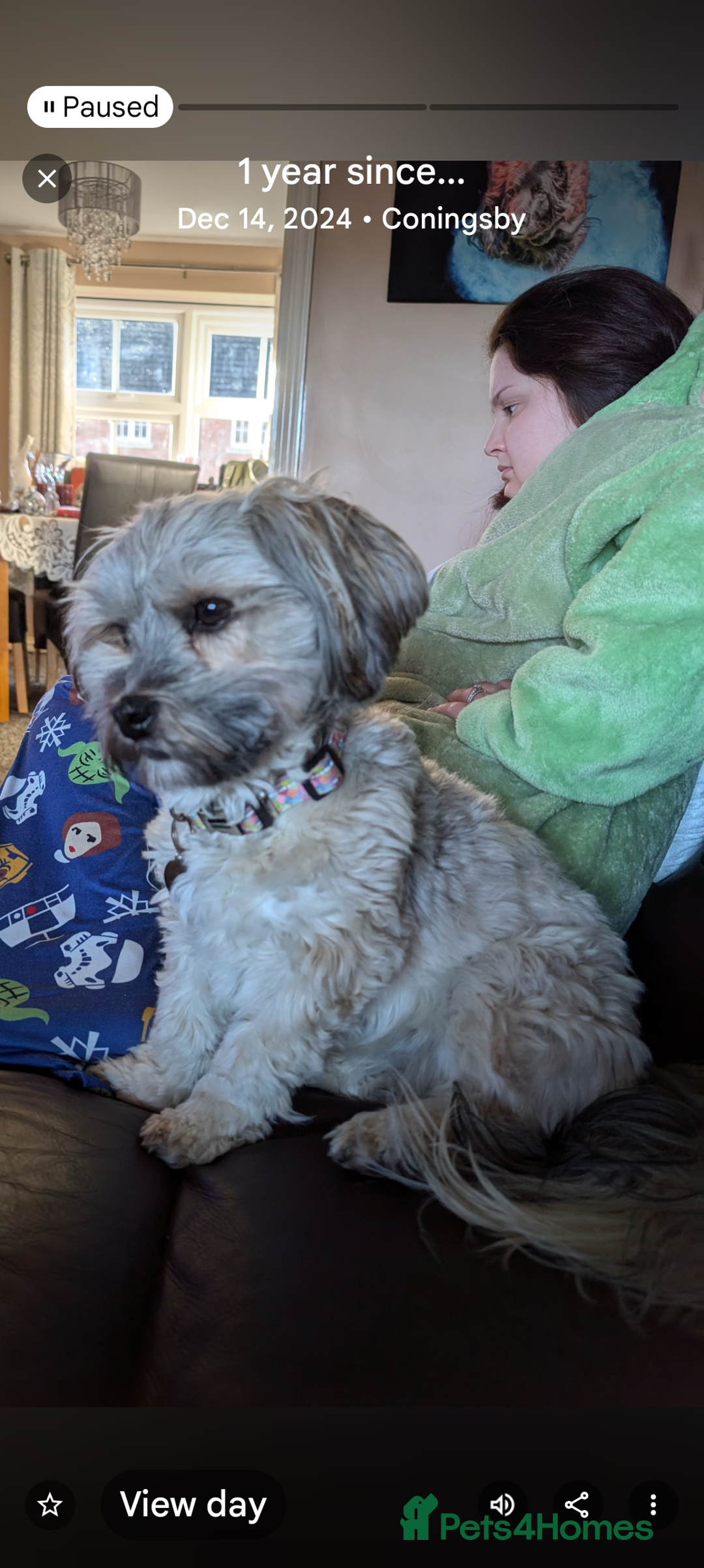 Havanese dogs for sale: Stunning House reared pure bred Havanese Babies  - Advert 2