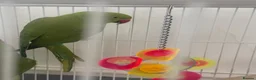 Ringnecks birds for sale:  Bonded pair Indian Ring neck parrots  - Advert 2
