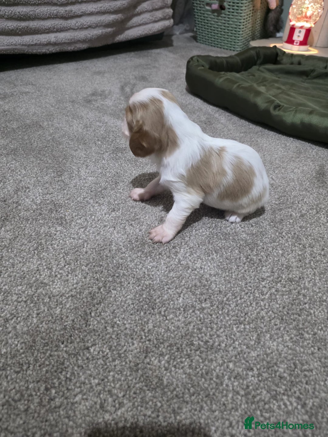 Cavalier King Charles Spaniel dogs for sale: Cavalier king charles puppies  - Advert 10