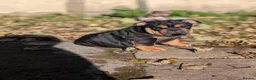 English Bulldog dogs for sale: Bulldog - Advert 8