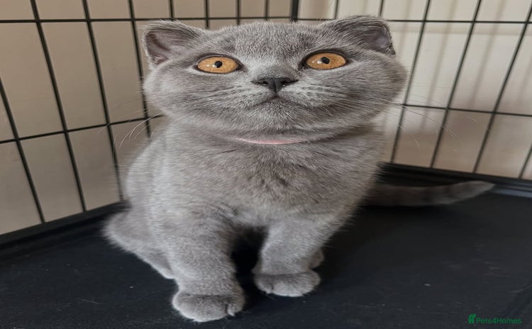 British Shorthair cats - Advert 4